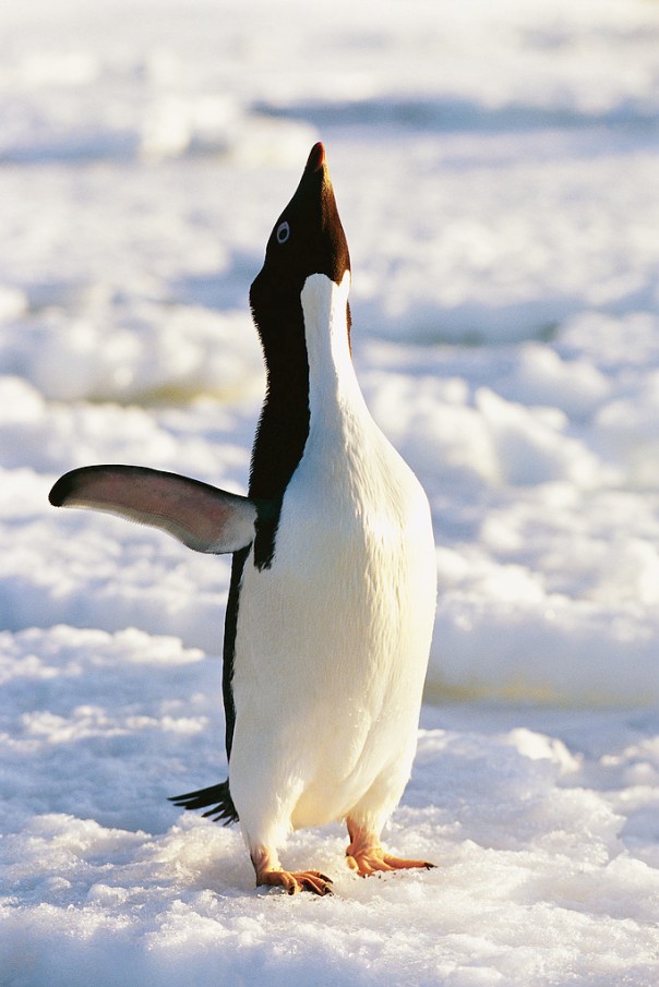 Adelie Penguin Stretching Antarctica