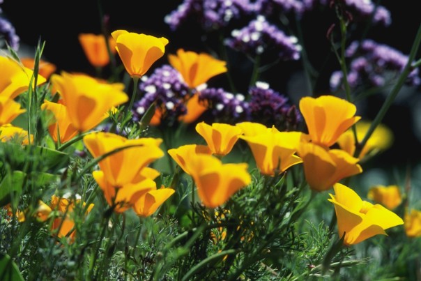 California Poppies --- Image by © Royalty-Free/Corbis